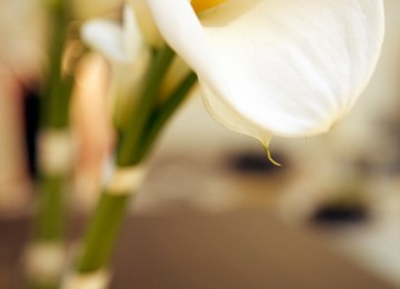 Chic & Cozy: Vintage 100