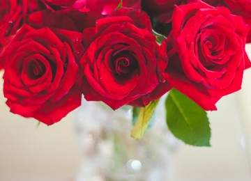 Red Roses