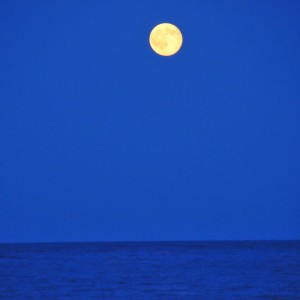 Sea Love